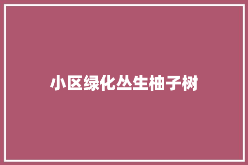 小区绿化丛生柚子树