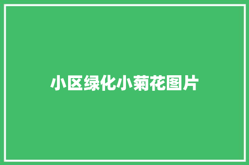 小区绿化小菊花图片