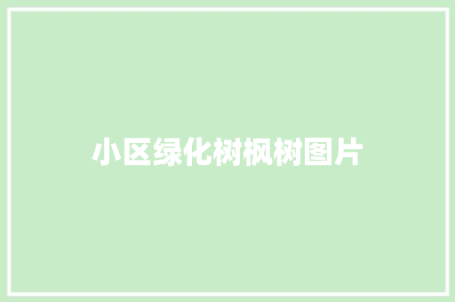小区绿化树枫树图片