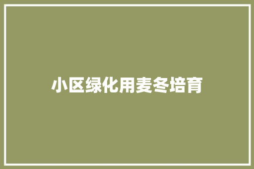 小区绿化用麦冬培育