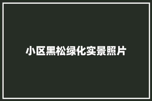 小区黑松绿化实景照片