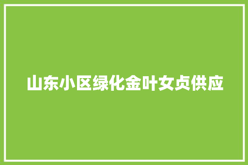 山东小区绿化金叶女贞供应