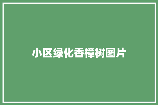 小区绿化香樟树图片