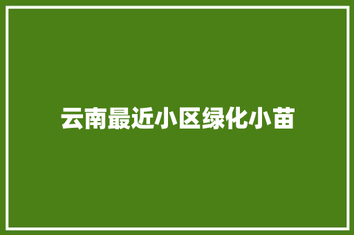 云南最近小区绿化小苗