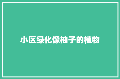 小区绿化像柚子的植物