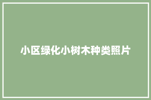 小区绿化小树木种类照片 无土育苗