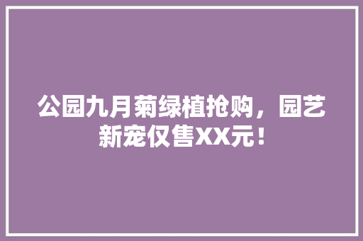 公园九月菊绿植抢购，园艺新宠仅售XX元！