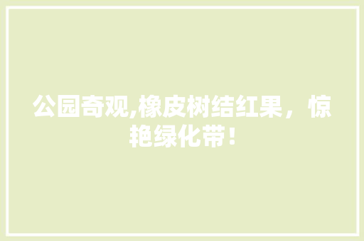 公园奇观,橡皮树结红果，惊艳绿化带！