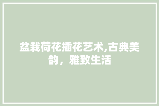 盆栽荷花插花艺术,古典美韵，雅致生活 无土育苗