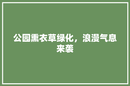 公园熏衣草绿化，浪漫气息来袭