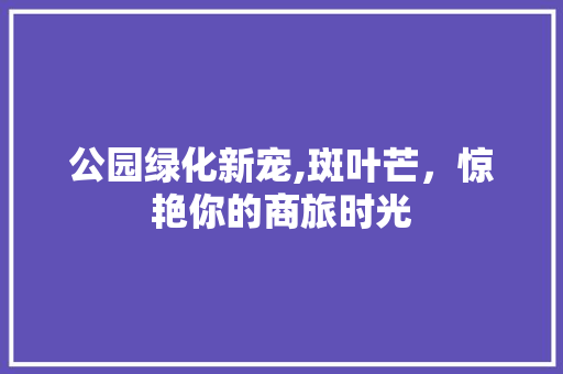 公园绿化新宠,斑叶芒，惊艳你的商旅时光