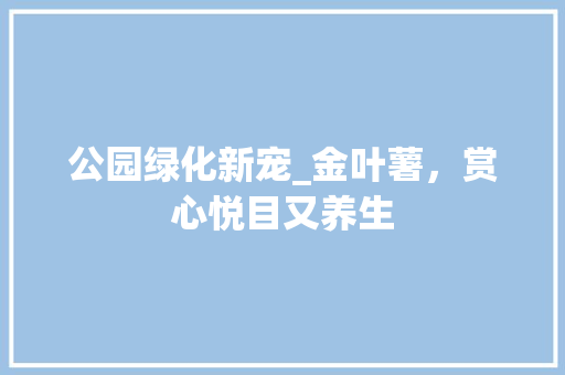 公园绿化新宠_金叶薯，赏心悦目又养生