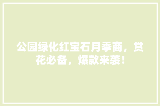 公园绿化红宝石月季商，赏花必备，爆款来袭！