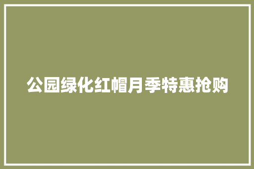 公园绿化红帽月季特惠抢购