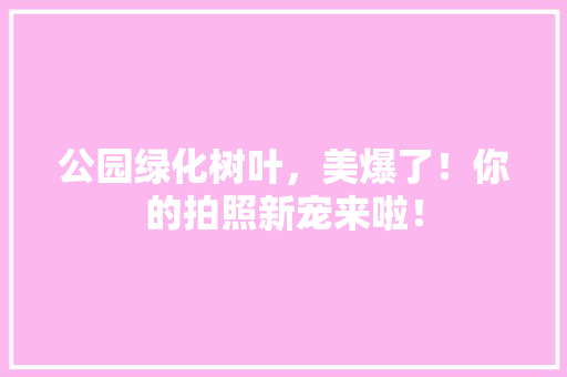 公园绿化树叶，美爆了！你的拍照新宠来啦！