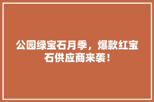公园绿宝石月季，爆款红宝石供应商来袭！