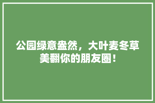 公园绿意盎然，大叶麦冬草美翻你的朋友圈！