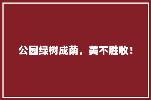 公园绿树成荫，美不胜收！