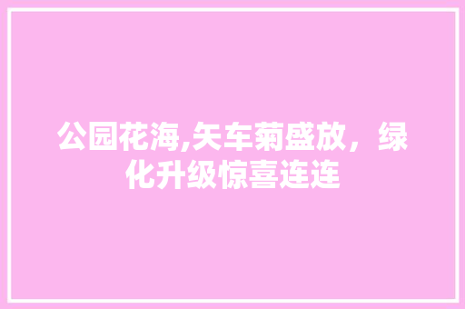 公园花海,矢车菊盛放，绿化升级惊喜连连