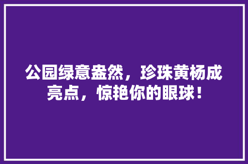 公园绿意盎然，珍珠黄杨成亮点，惊艳你的眼球！