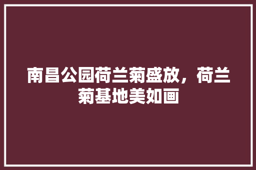 南昌公园荷兰菊盛放，荷兰菊基地美如画