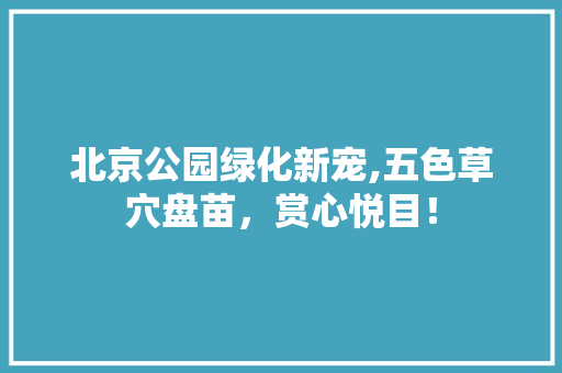 北京公园绿化新宠,五色草穴盘苗，赏心悦目！