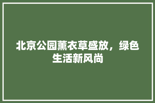 北京公园薰衣草盛放，绿色生活新风尚