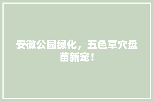 安徽公园绿化，五色草穴盘苗新宠！