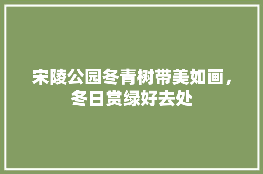 宋陵公园冬青树带美如画，冬日赏绿好去处