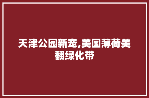 天津公园新宠,美国薄荷美翻绿化带