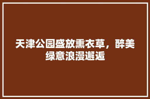 天津公园盛放熏衣草，醉美绿意浪漫邂逅
