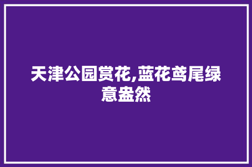 天津公园赏花,蓝花鸢尾绿意盎然