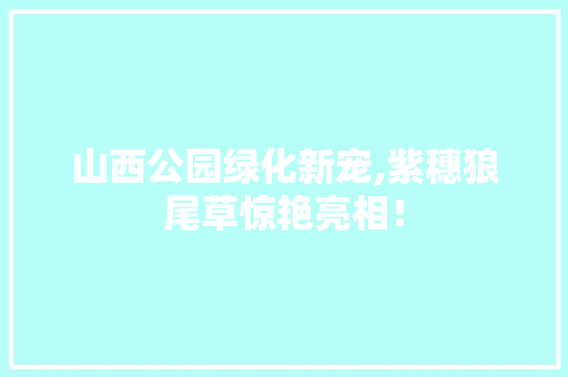 山西公园绿化新宠,紫穗狼尾草惊艳亮相！