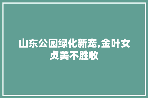 山东公园绿化新宠,金叶女贞美不胜收