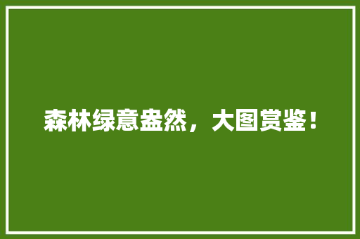 森林绿意盎然，大图赏鉴！