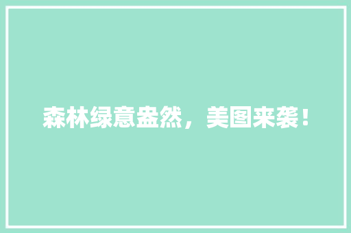 森林绿意盎然，美图来袭！