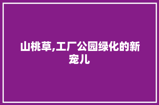 山桃草,工厂公园绿化的新宠儿