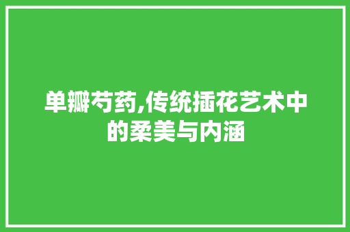 单瓣芍药,传统插花艺术中的柔美与内涵
